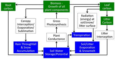 Plant Accessible Water Storage Capacity and Tree-Scale Root Interactions Determine How Forest Density Reductions Alter Forest Water Use and Productivity